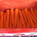 New Harvest Good Quality of Fresh Carrot